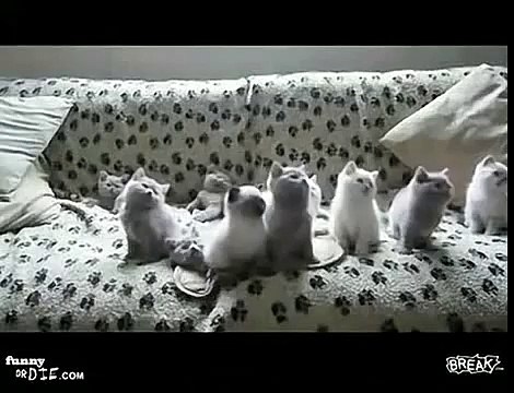 Những chú mèo đáng yêu - Lovely kittys