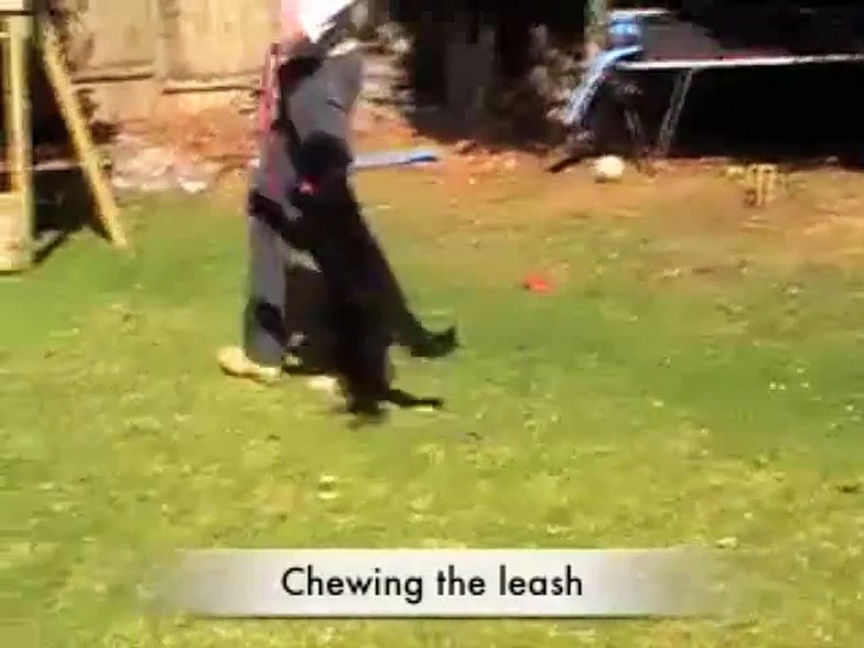 How To Stop Chewing The Leash - Top Dog Training tip 2