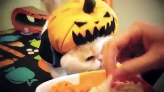 Deguisement de chat pour Halloween