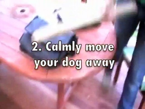 Chewing And The Redirect - Top Dog Training Tip5