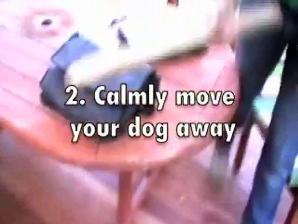 Chewing And The Redirect - Top Dog Training Tip5