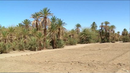 تراجع حاد بأسعار التمور شمال السودان