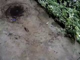 Ants Circle