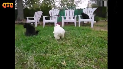 Ох, уж эти коты! (Нестандартная озвучка 2)