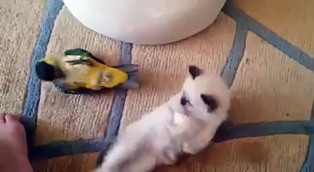 Parrot plays with cat