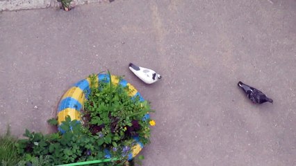 pigeons two's a company three's a crowd