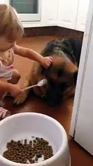 Kid feeds his German shepard