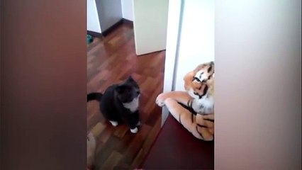 Kaplanı yumruk manyağı yapan kedi