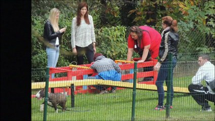 Training club canin de Uckange Moselle