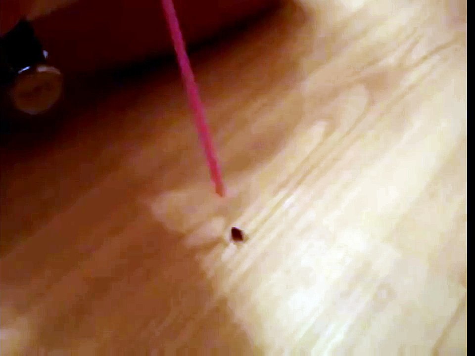 How to catch a fly