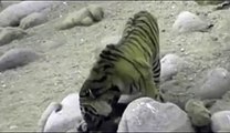 Um Tigre da Siberia