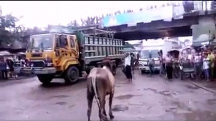 Qurbani Eid In Bangladesh