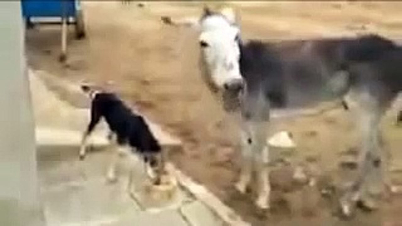 Dog Vs Donkey -amazing