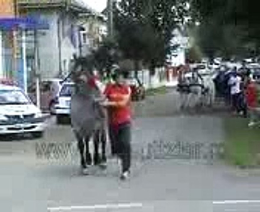 horse_kick hahaha fantastic