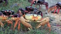 Des millions de crabes sur les routes de Cuba - Migration annuelle impressionnante