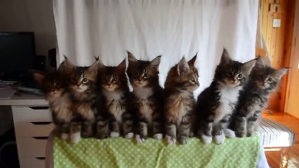 7 Chatons québécois avec de bons reflex ! [lolcat]