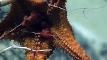 Deep Sea Crew Captures Sea Star Feeding On Coral Using Inverted Stomach