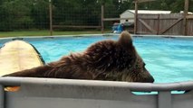 Un ours fait des plats dans une piscine