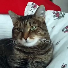 Une fleur fait bugger un chat