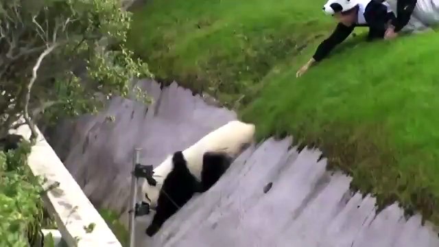 Панда немного хулиганит ПРИКОЛ