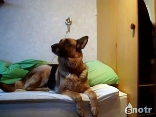 Пипец! Реакция собаки на вой волков