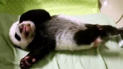 Little Panda just woke up