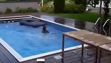 Plongeoir maison Fail