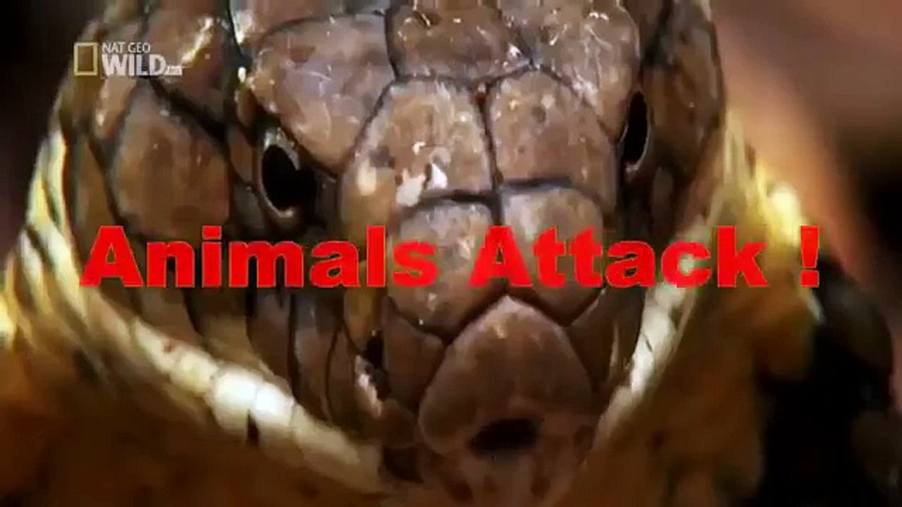 Leopard attack Baboon to die ☆ Animals Attack