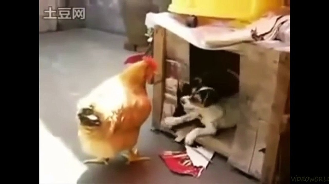 funny accident videos смешные видео аварии 搞笑意外视频 अजीब दुर्घटना वीडियो 面白い事故動画 komik video