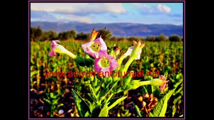 adıyaman tütünü, http://celikhantutunu2.com/