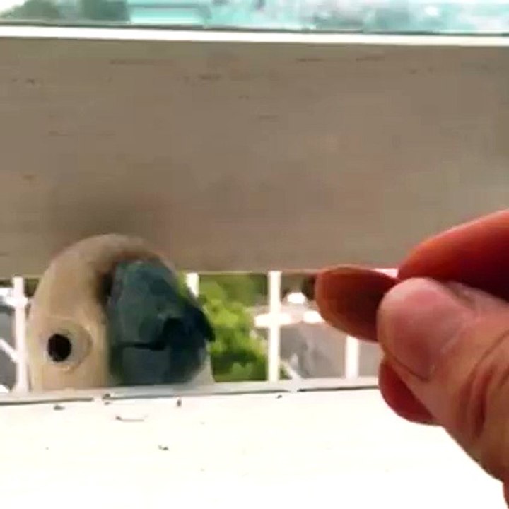 2 cacatoès, 1 amande