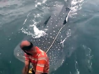 Ils surfent sur un requin-baleine