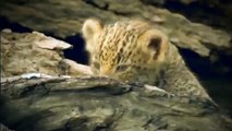 Wild discovery animals channel - National Geographic documentary - Animal planet HD #6
