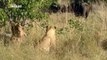 Botswana Lion - Wild discovery channel animals - National Geographic documentary - Animal planet