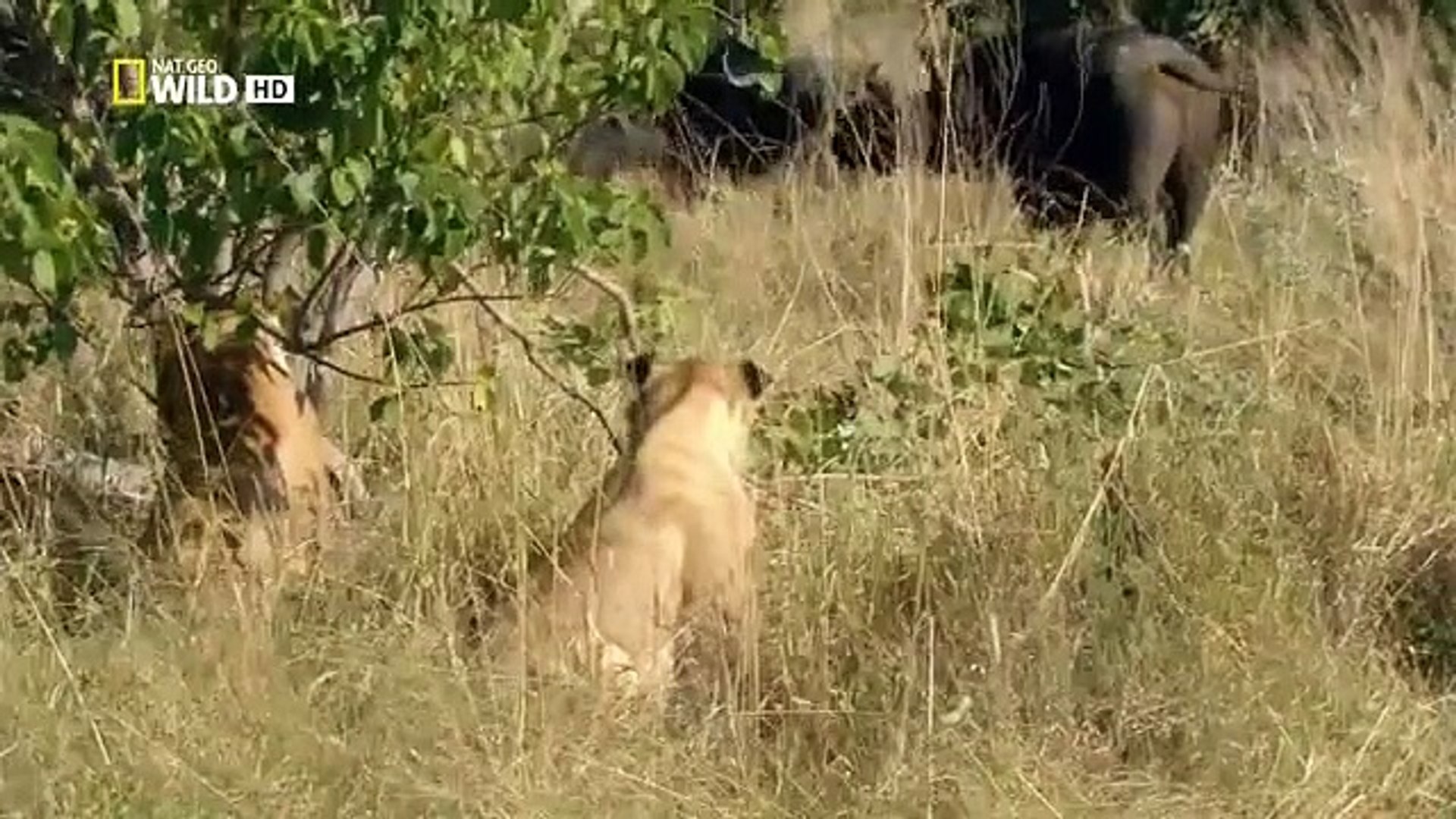 ⁣Botswana Lion - Wild discovery channel animals - National Geographic documentary - Animal planet
