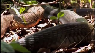 Discovery wild animals King Cobras Discovery channel documentary films HD