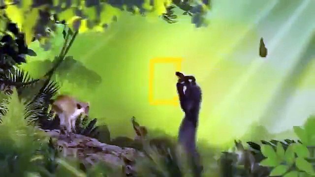 Discovery wild animals Japan wildlife Nature Discovery channel documentary films HD
