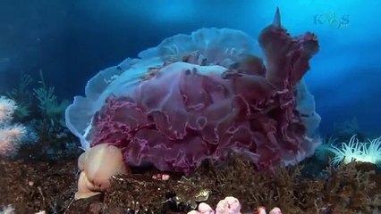 Wild discovery channel animals Under The Antarctic Ice - National geographic Animal planet