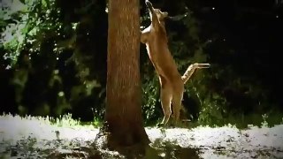 Wild discovery documentary My Lion Family Discovery channel animals 2015