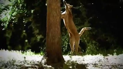 Wild discovery documentary My Lion Family Discovery channel animals 2015