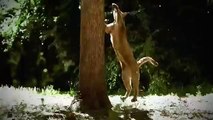 Discovery channel documentary films HD Hyena Bonecrusher Queens Wildlife animals