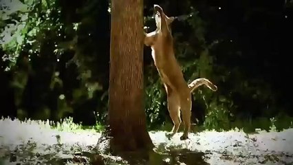 Discovery channel documentary films HD Hyena Bonecrusher Queens Wildlife animals