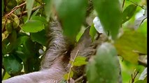 Wild discovery animals channel - National Geographic documentary - Animal planet HD #7