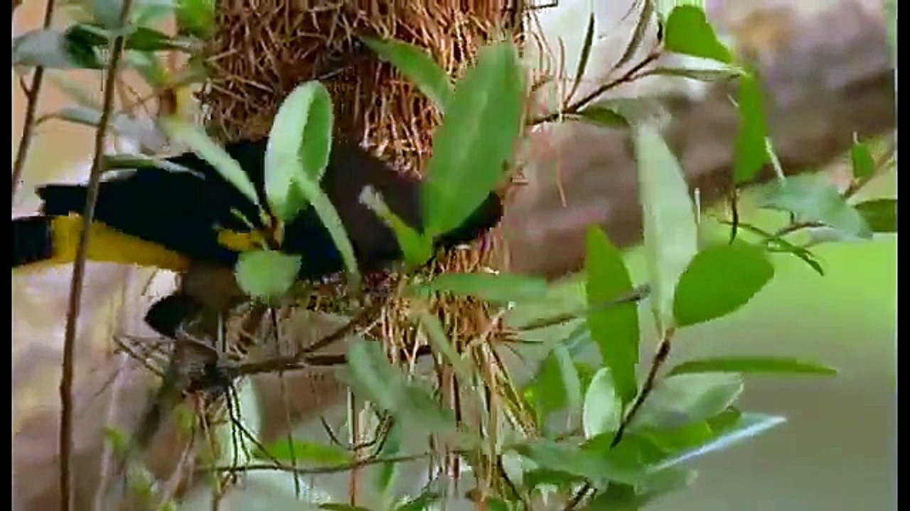 Wild discovery channel animals Journey into Amazonia National geographic documentary #2