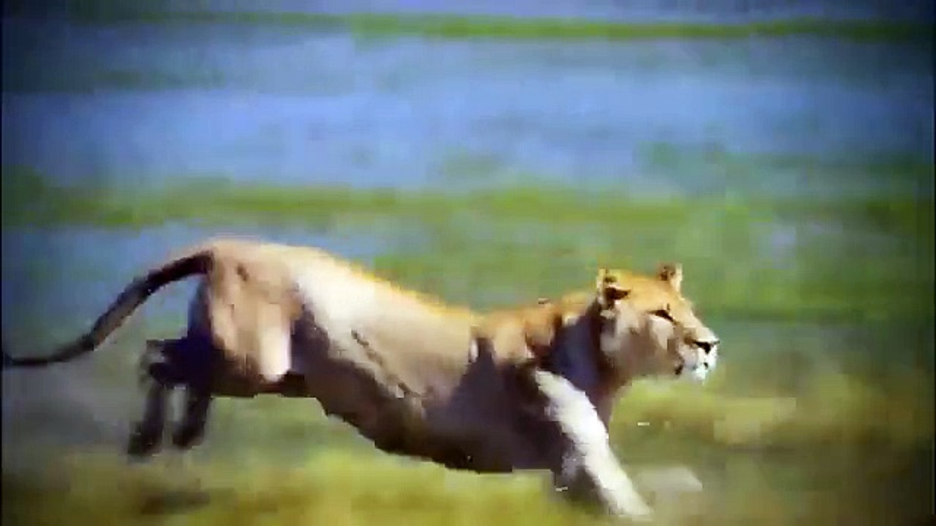 ⁣Animal planet - crocodile documentary - National Geographic Discovery channel