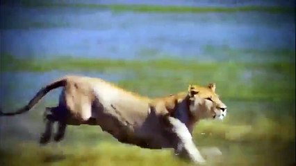 Animal planet - crocodile documentary - National Geographic Discovery channel