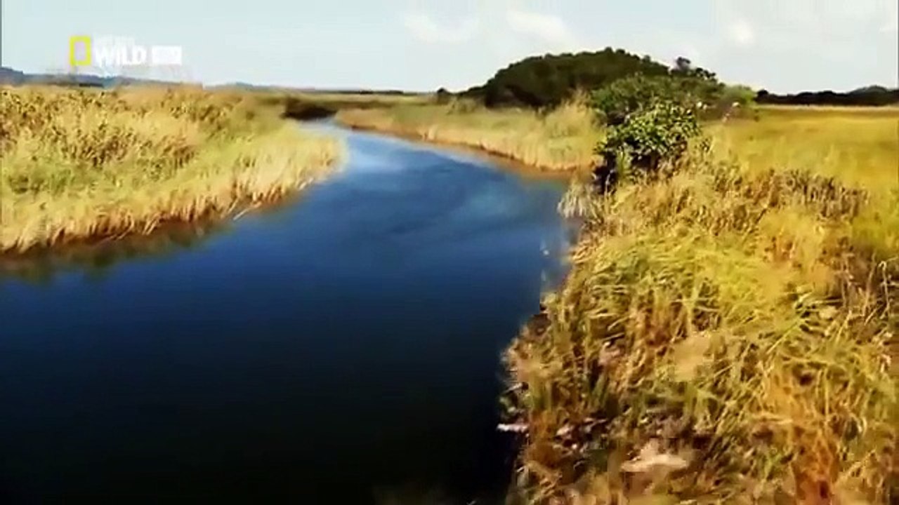 Wild discovery animals Ultimate Predator Jaws of Death Discovery channel documentary films HD