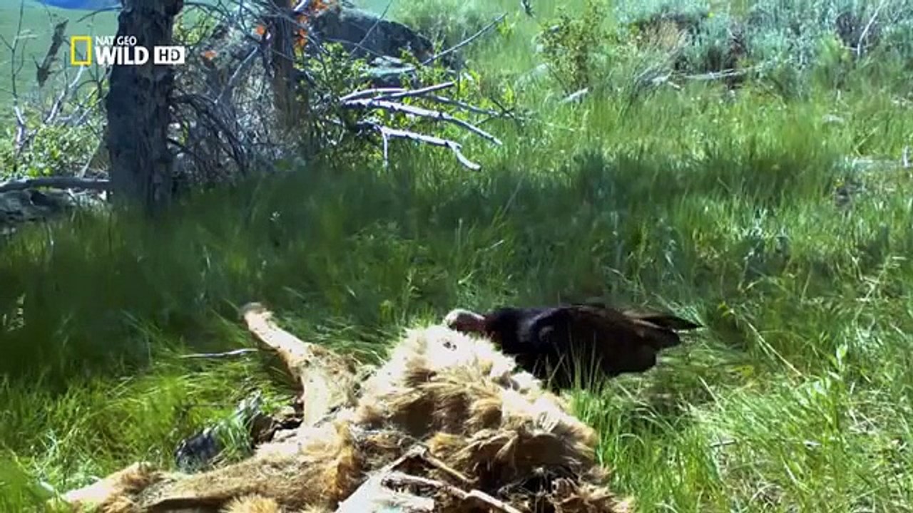The Wild Yellowstone Wild discovery channel - National Geographic documentary - Animal planet