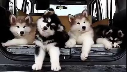 Doggies Listening Music
