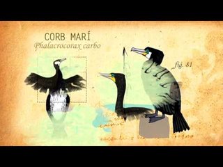 TV3 - Tocats de l'ala - Delta del Llobregat